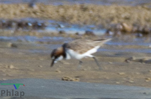 Red-capped Plover - ML160932971