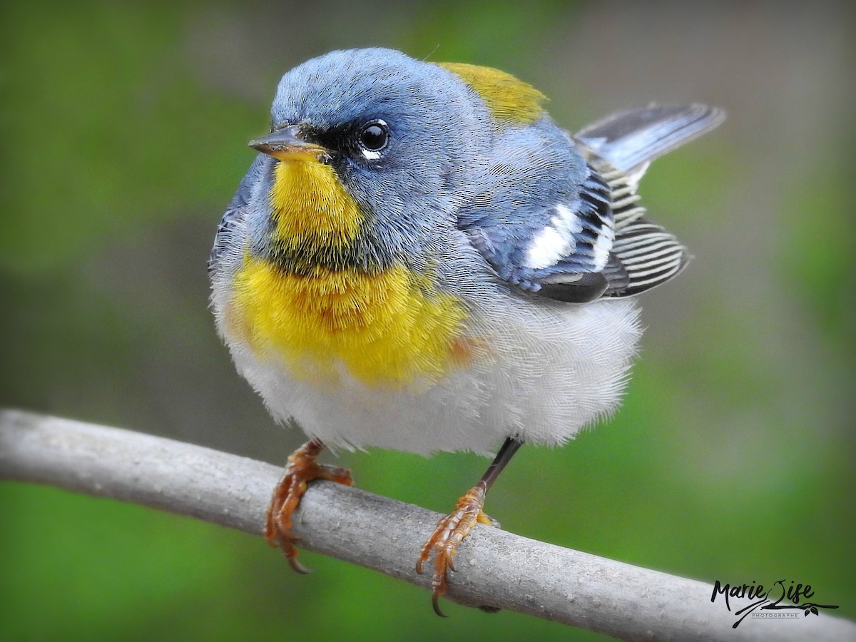 Northern Parula - Marie-Lise Beaudin