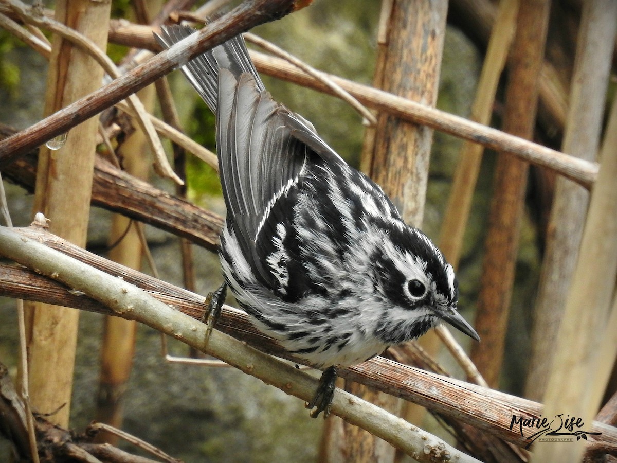 Black-and-white Warbler - ML160934771