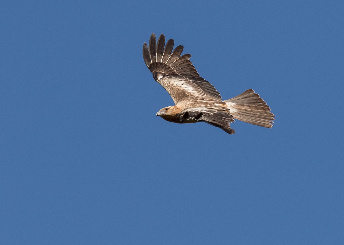 Square-tailed Kite - ML160935761