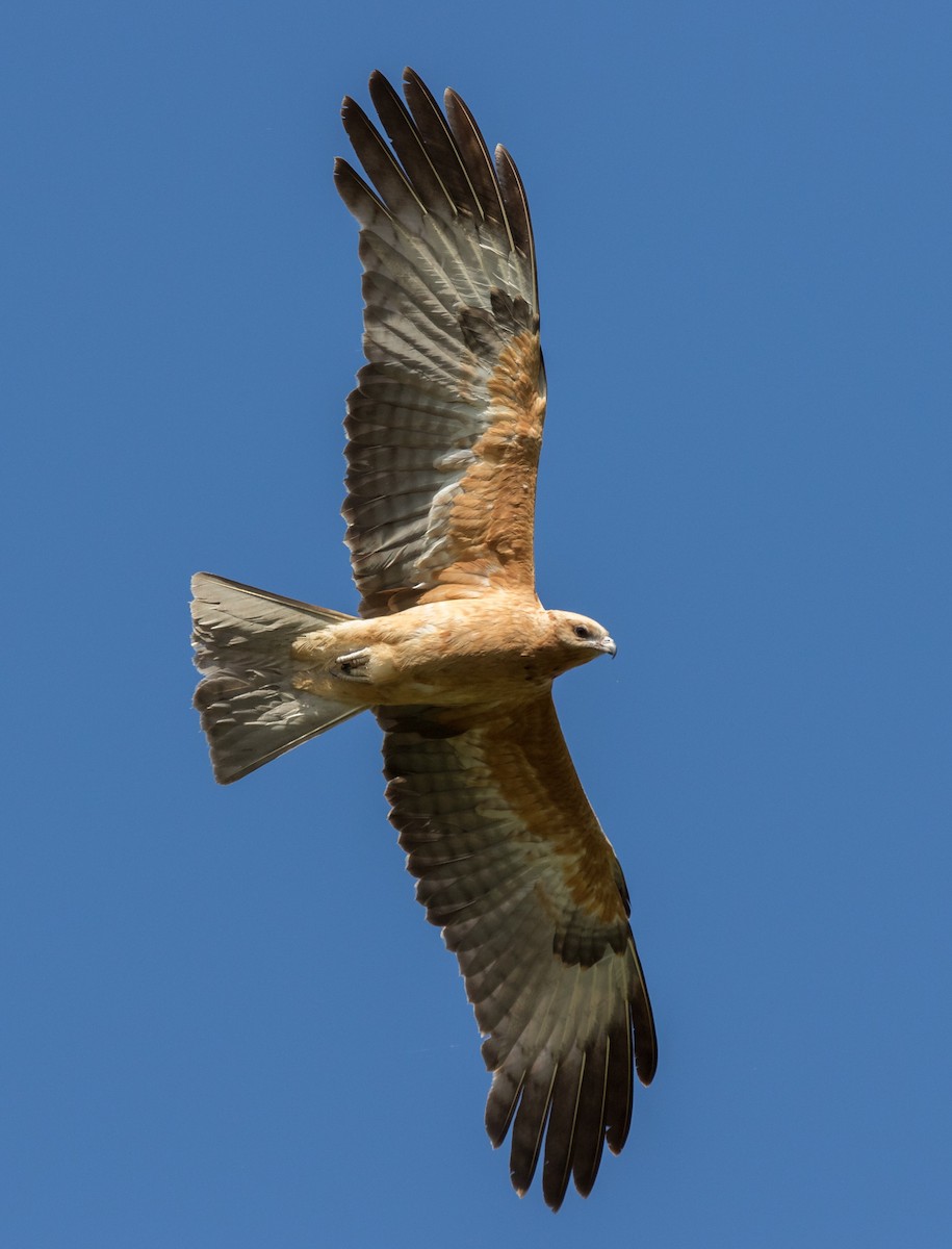 Square-tailed Kite - ML160935781