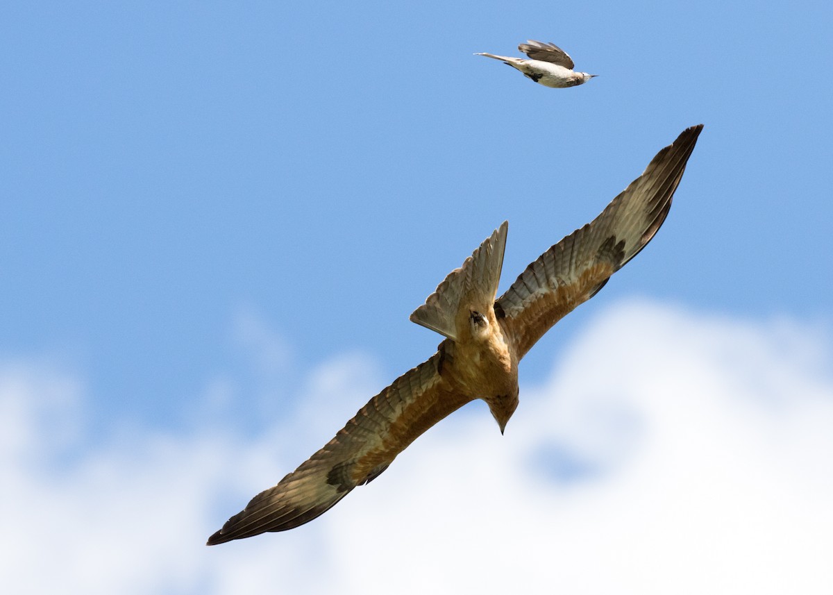Square-tailed Kite - Chris Barnes