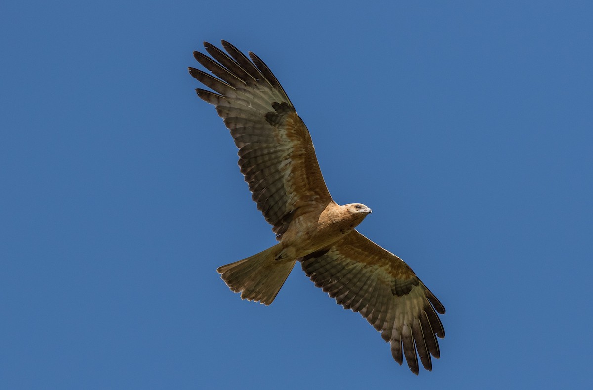 Square-tailed Kite - Chris Barnes