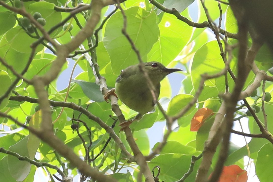 Brown-throated Sunbird - ML160936431