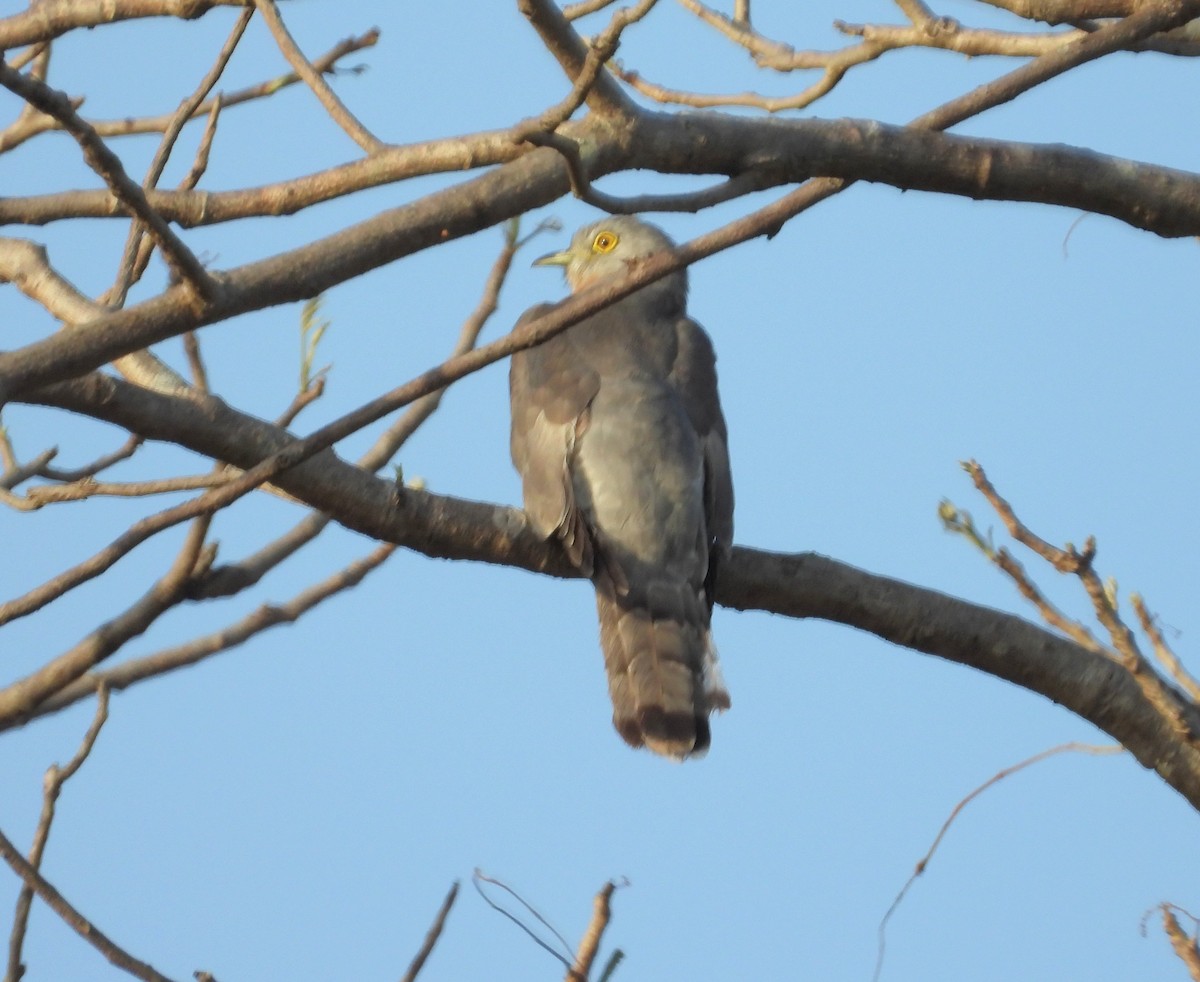 Common Hawk-Cuckoo - ML160936491