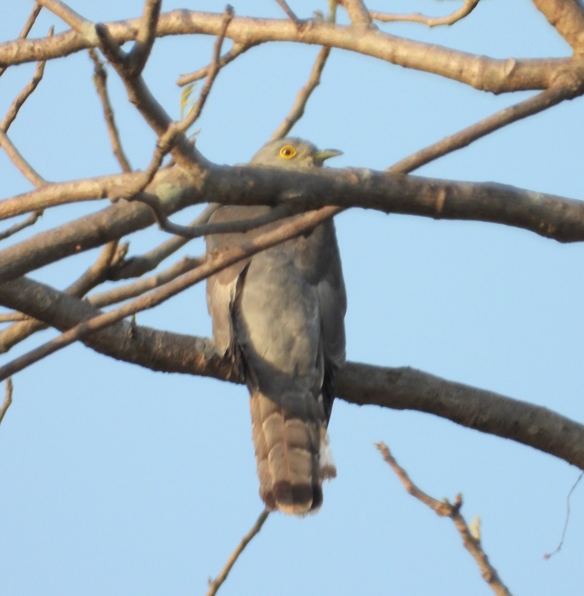 Common Hawk-Cuckoo - ML160936501
