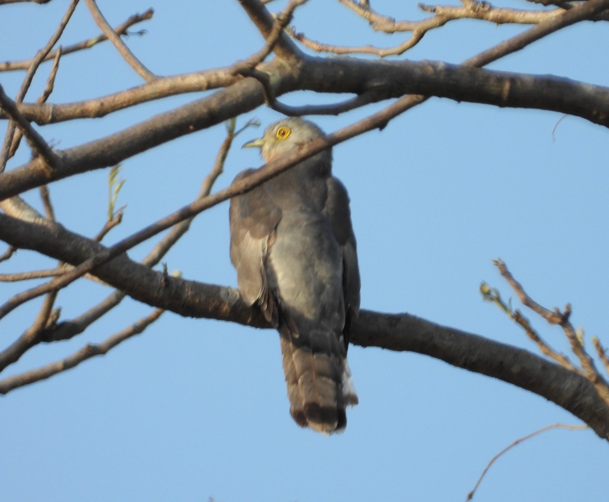 Common Hawk-Cuckoo - ML160936511