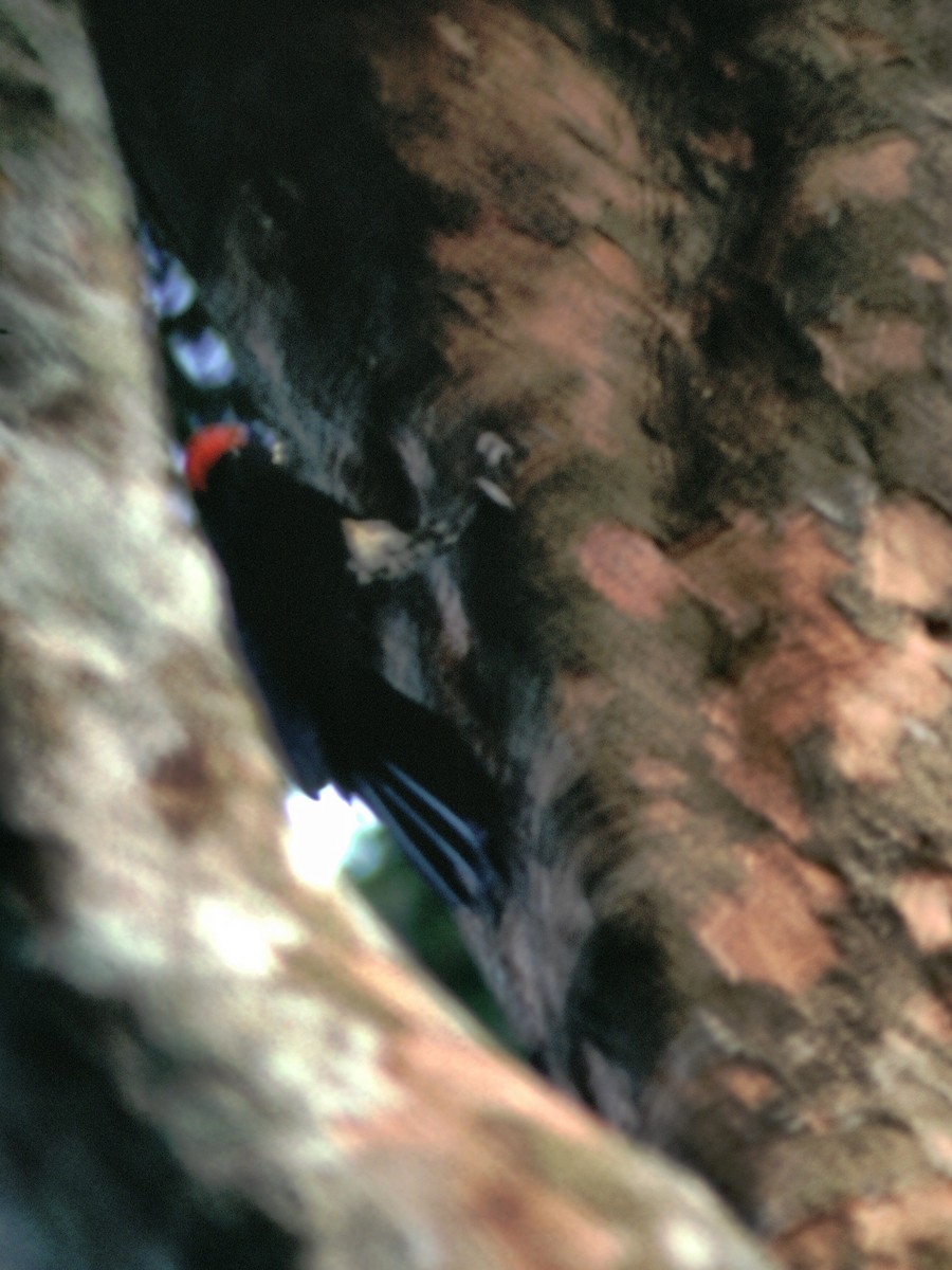 White-bellied Woodpecker - ML160936601