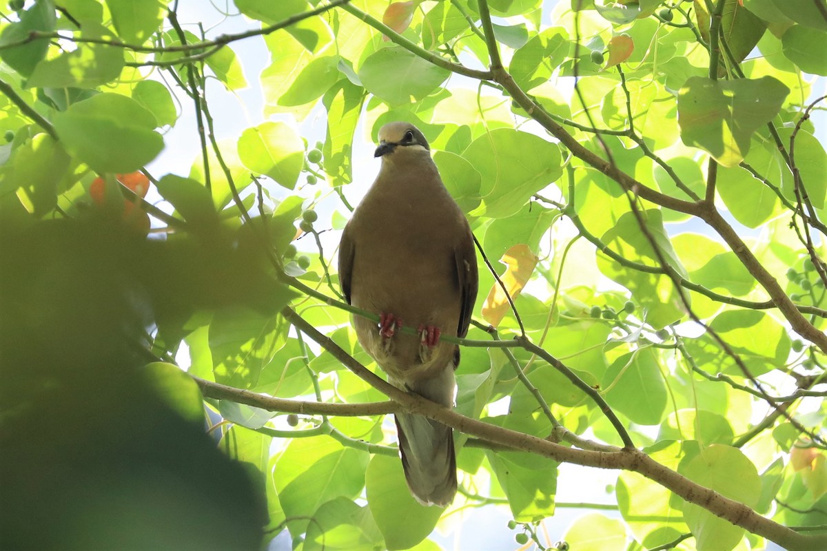 White-eared Brown-Dove - ML160936741