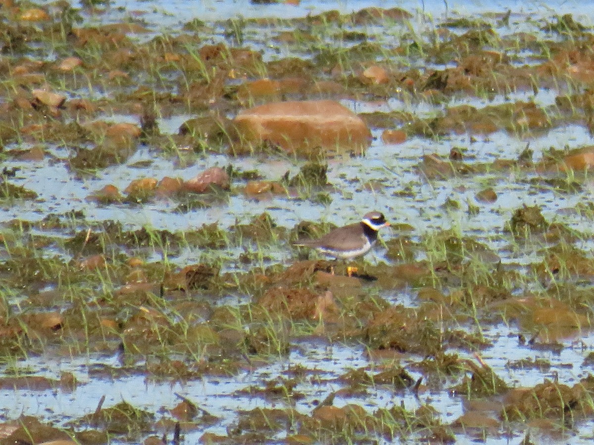 Common Ringed Plover - ML160938211