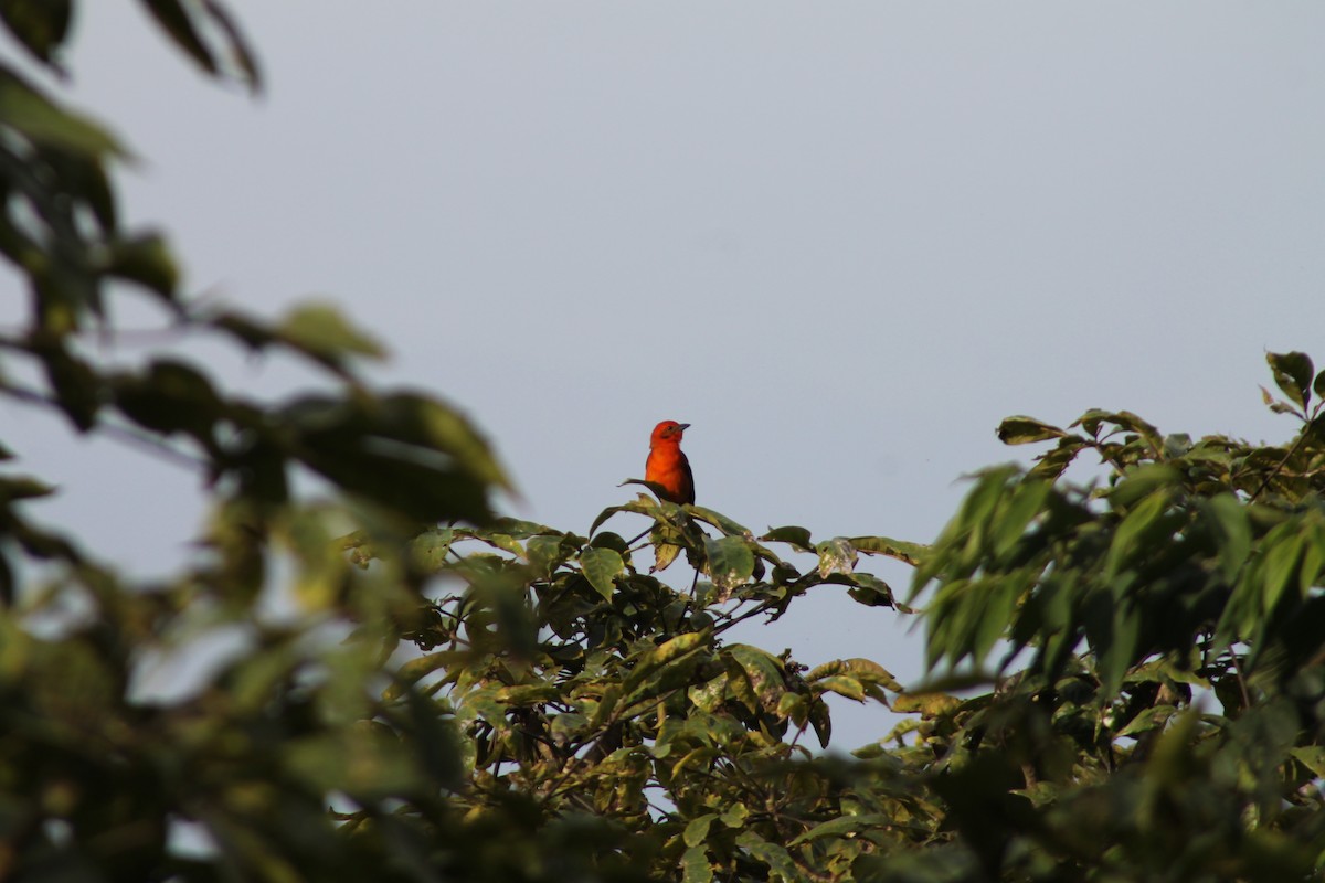 Flame-colored Tanager - ML160945681