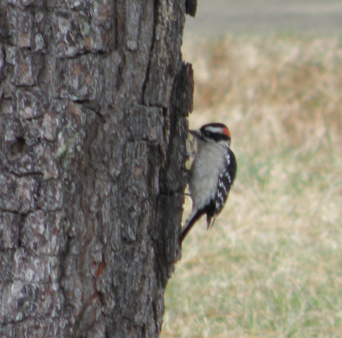 Downy Woodpecker - kenneth lipshy
