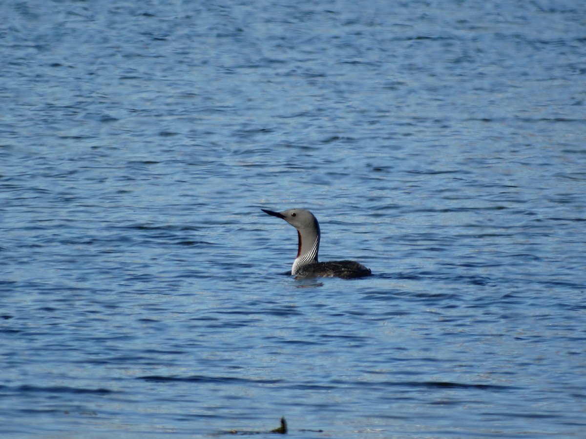 Red-throated Loon - ML160946411