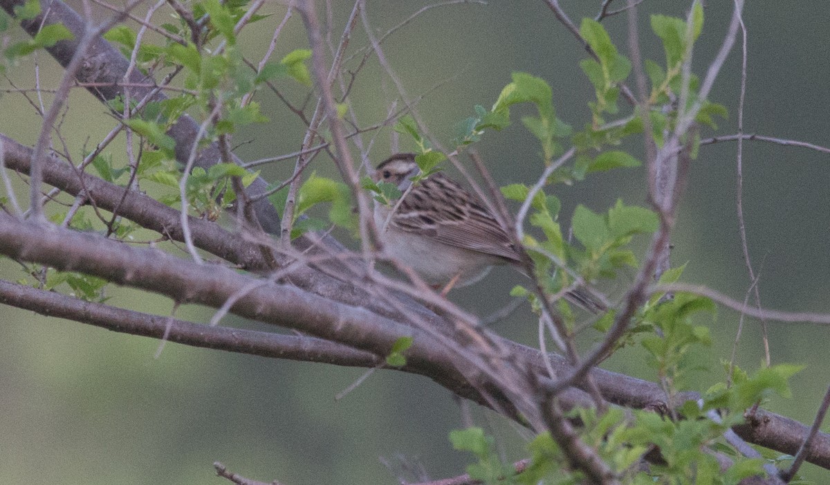 Clay-colored Sparrow - Joel Strong