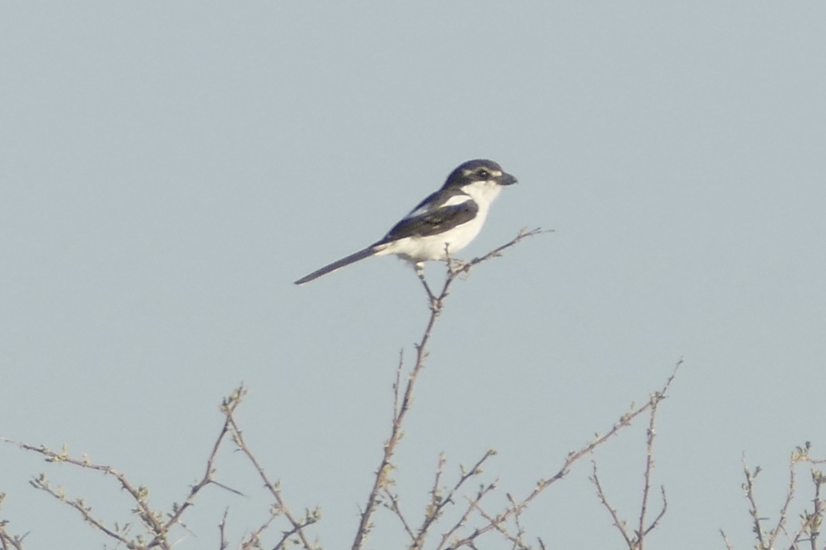 Southern Fiscal - ML160948991