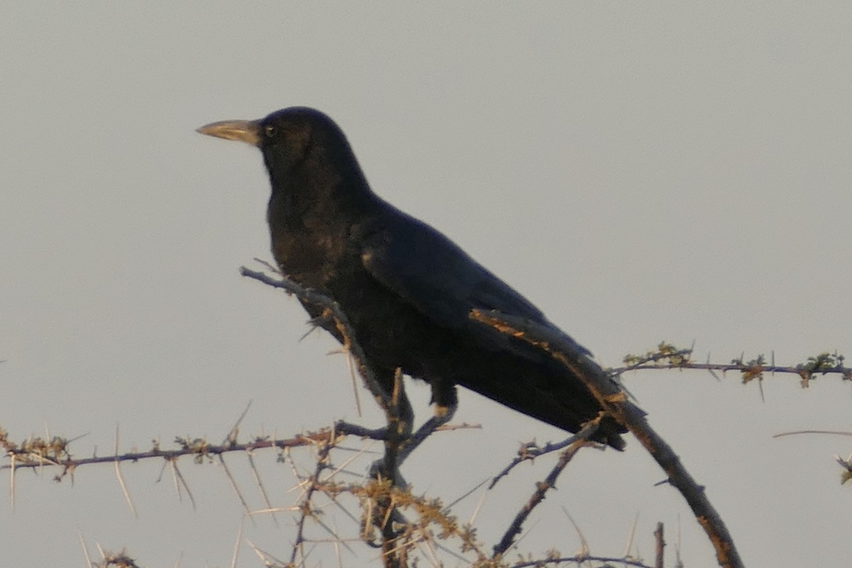 Cape Crow - ML160949221