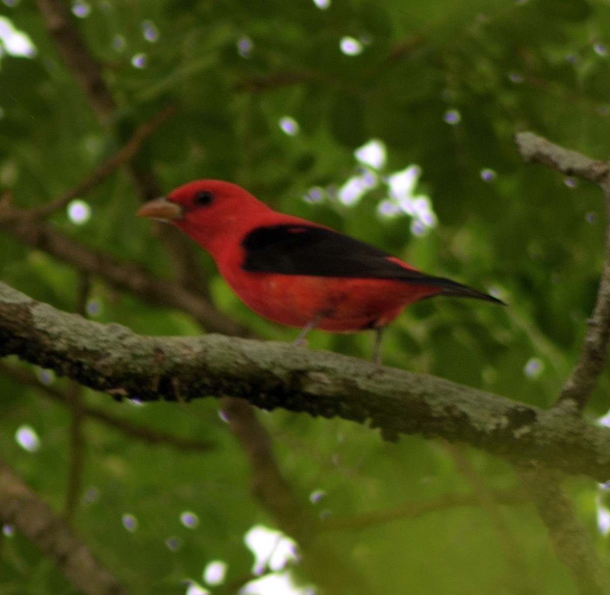 Scarlet Tanager - ML160955541