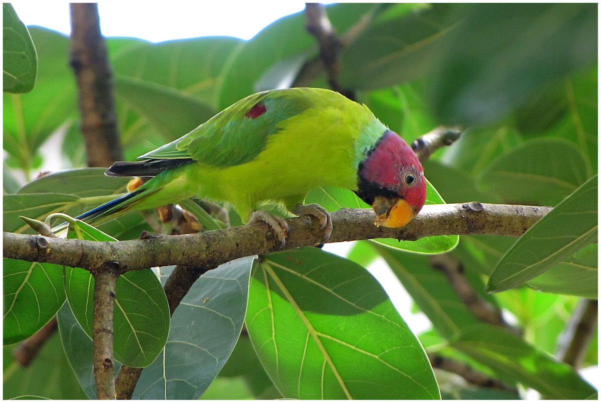 Plum-headed Parakeet - Sandeep Biswas