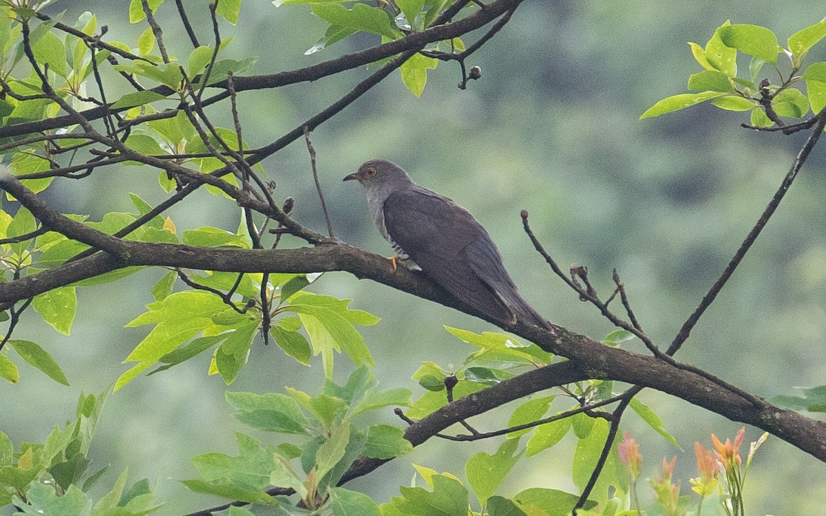 Himalayan Cuckoo - ML160961401