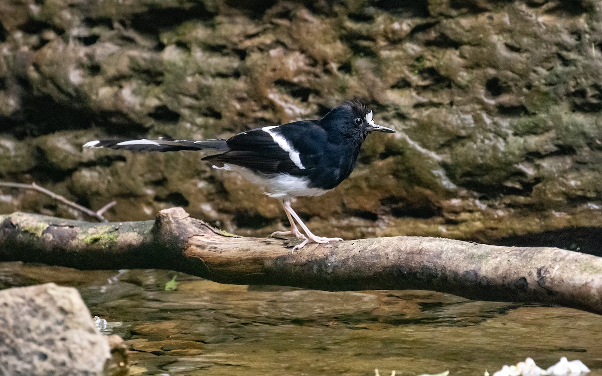 White-crowned Forktail - James Kennerley