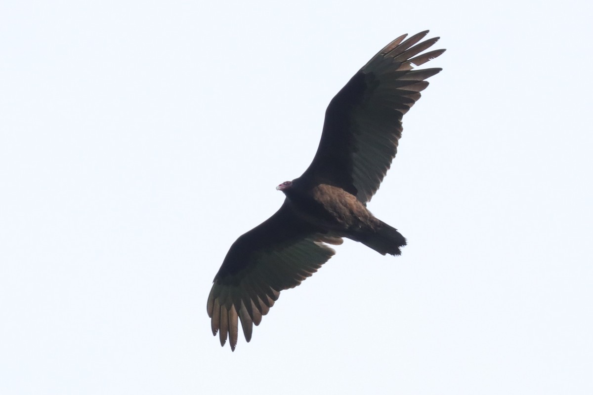 Turkey Vulture - ML160963521