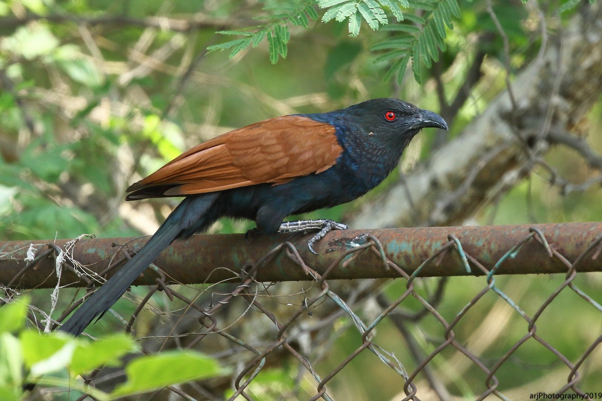 Greater Coucal - ML160965781