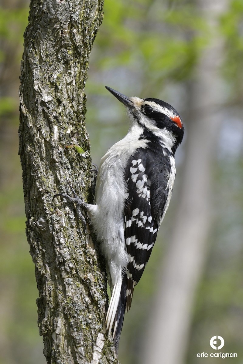 Hairy Woodpecker - Eric Carignan
