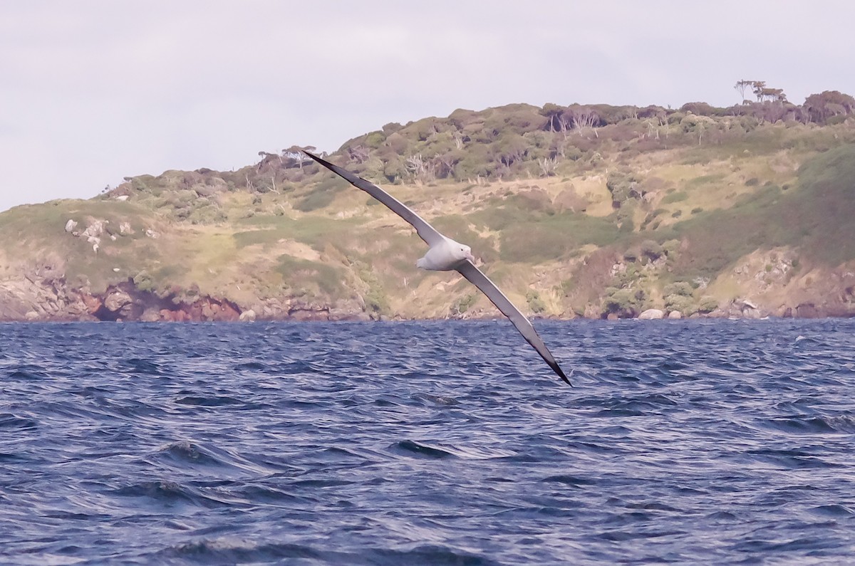 Northern/Southern Royal Albatross - Geoffrey Groom