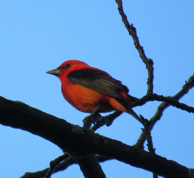Scarlet Tanager - ML160975971