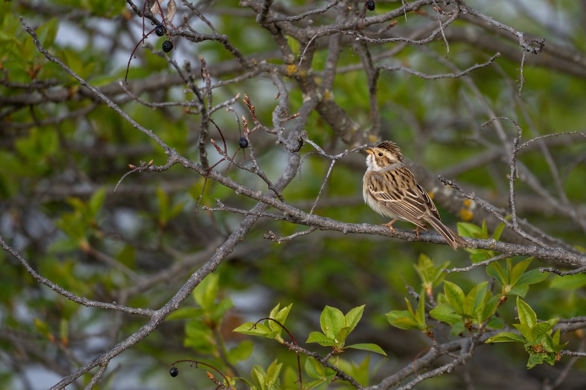 Clay-colored Sparrow - ML160976361