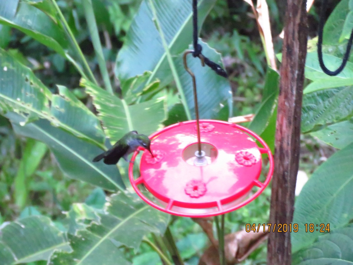 Violet-headed Hummingbird - ML160976581