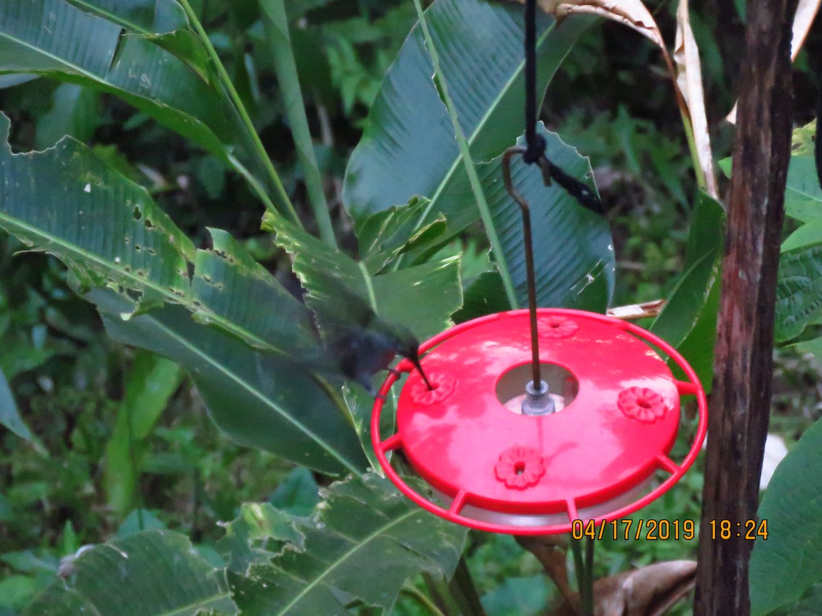 Violet-headed Hummingbird - ML160976611