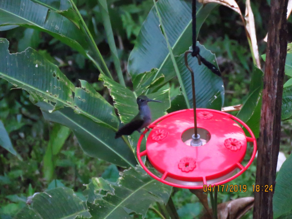 Violet-headed Hummingbird - ML160976621