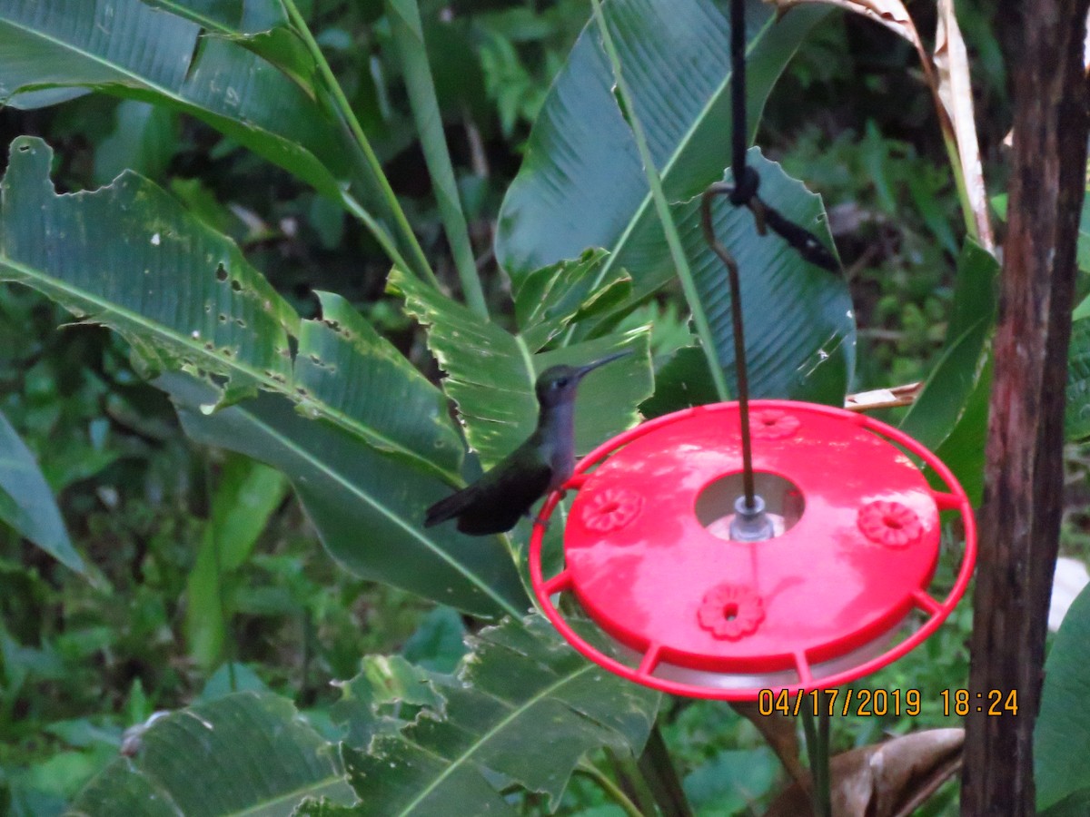 Violet-headed Hummingbird - ML160976711
