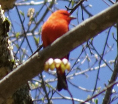 Scarlet Tanager - Louis DeMarco