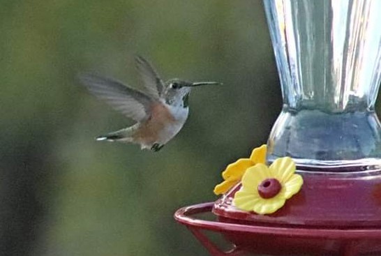 Rufous Hummingbird - Sherry Gaye