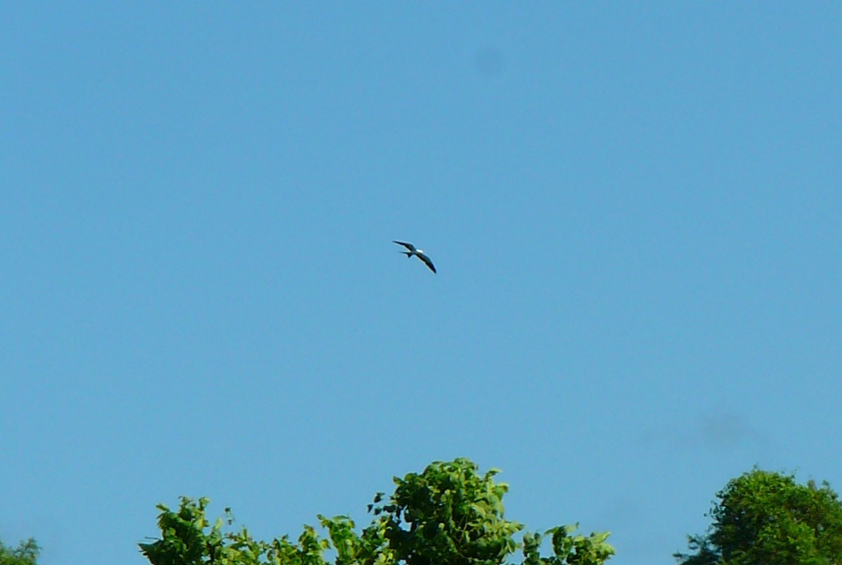 Swallow-tailed Kite - ML160980881