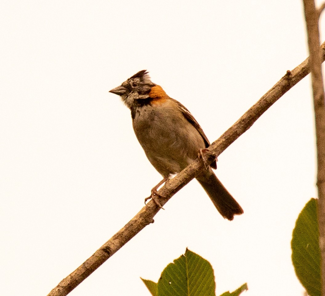 Rufous-collared Sparrow - ML160983521