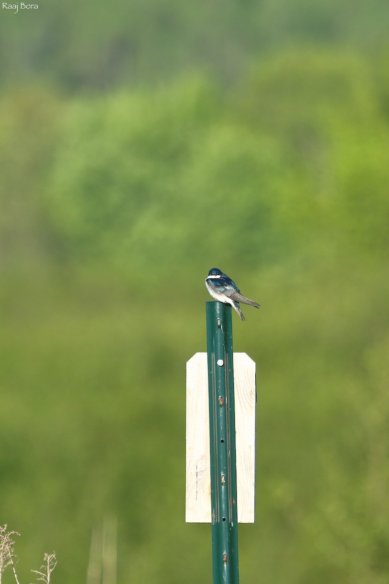Tree Swallow - Raaj  Bora
