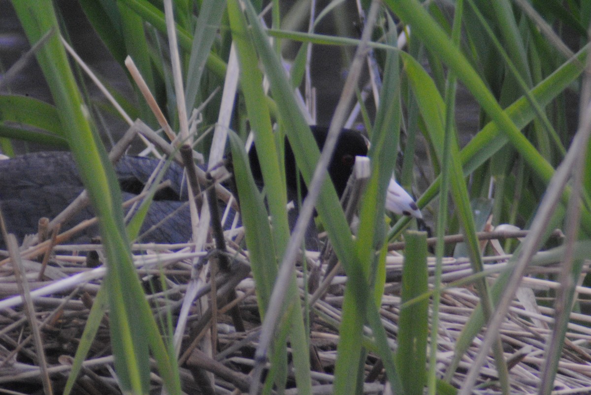 American Coot (Red-shielded) - ML160985111