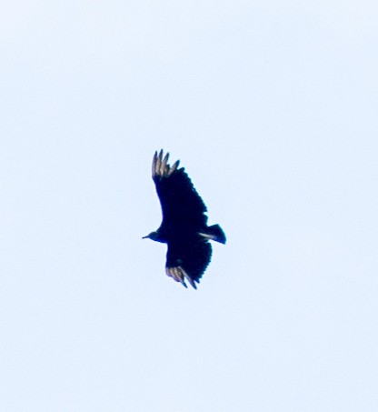 Black Vulture - ML160985601