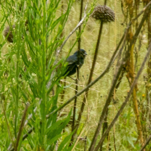 Blue-black Grassquit
