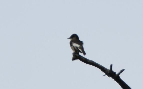 eBird Checklist - 26 May 2019 - Rothrock SF--Bear Meadows Natural Area ...