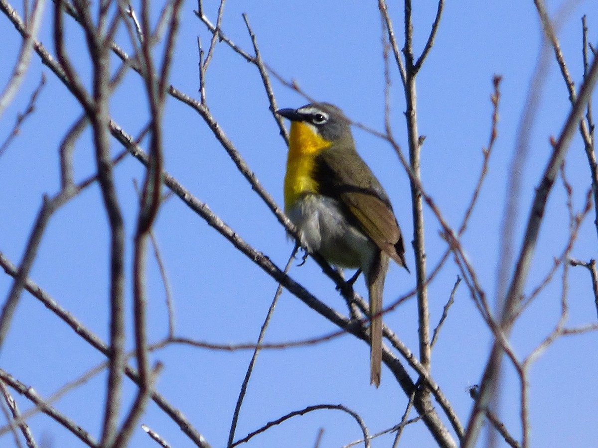 Yellow-breasted Chat - ML160986781