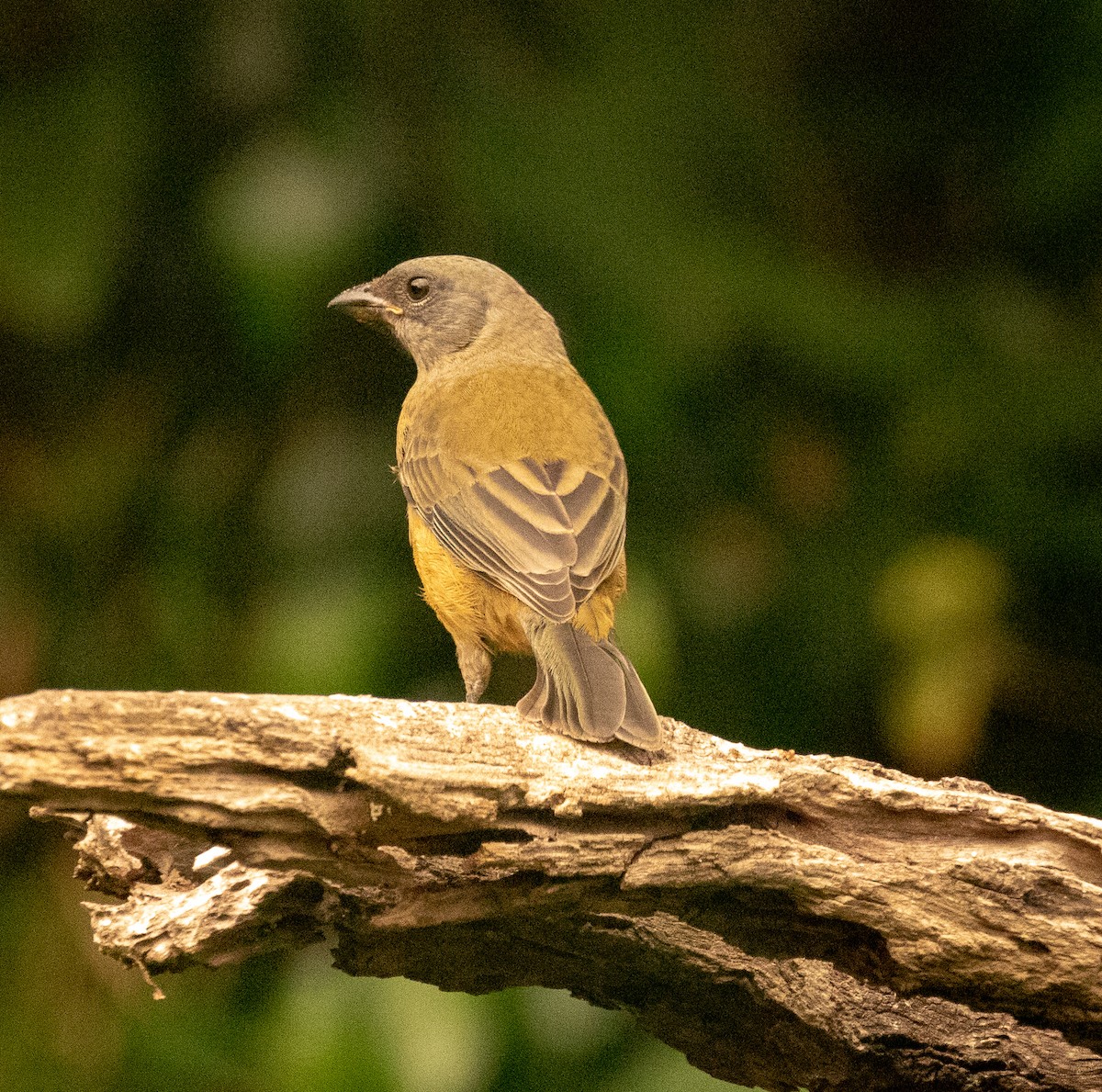 Blue-and-yellow Tanager - ML160987101