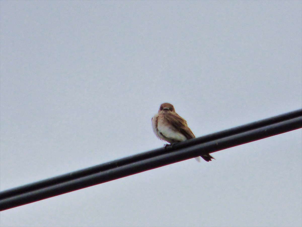 Northern Rough-winged Swallow - Rustom Jamadar