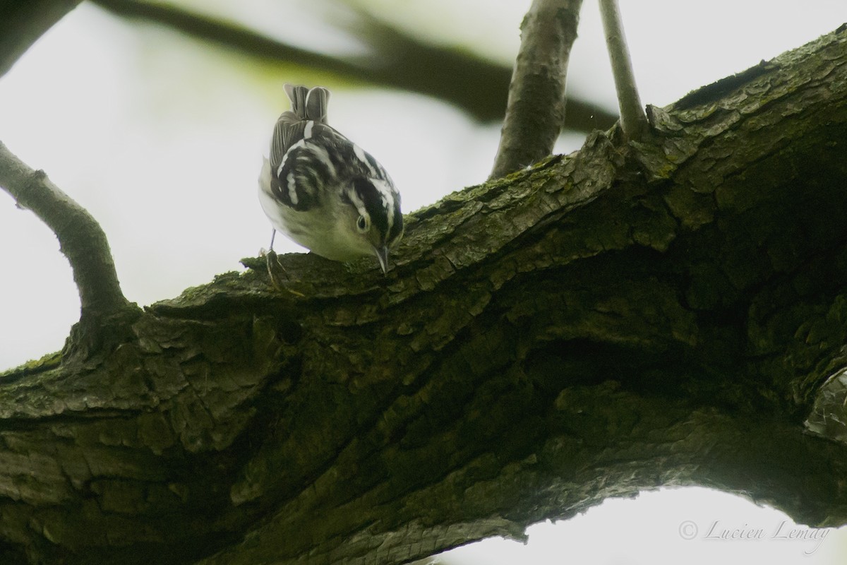 Black-and-white Warbler - ML160991111