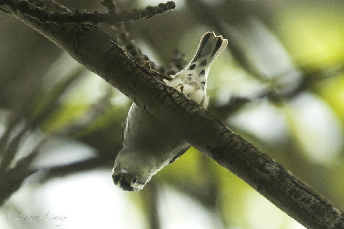 Black-and-white Warbler - ML160991181