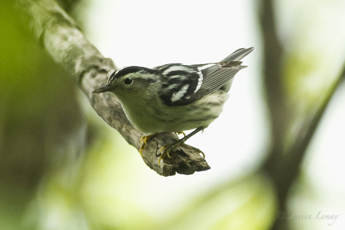 Black-and-white Warbler - ML160991191