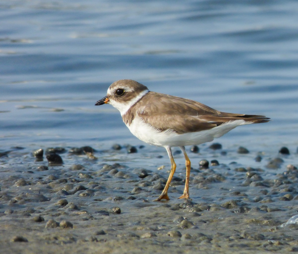 Semipalmated Plover - Dave Hart
